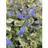 Pomněnkovec velkolistý 'Variegata'  Brunnera macrophylla 'Variegata'