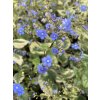 Pomněnkovec velkolistý ' Variegata'  Brunnera macrophylla ' Variegata'