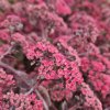 vyrp11 718sedum Cherry cocolate2