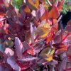 vyr 718 sedum Cherry cocolate