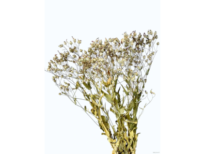 vyr 377 saponaria
