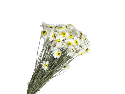 vyr 405 acroclinium