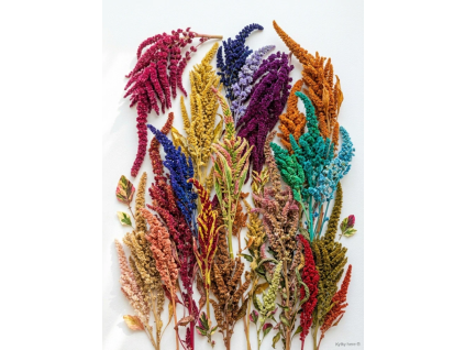 Amaranthus (Barva bílá)