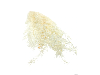vyr 408 asparagus 1