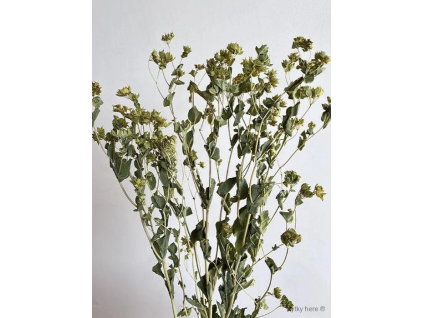 vyr 412 bupleurum