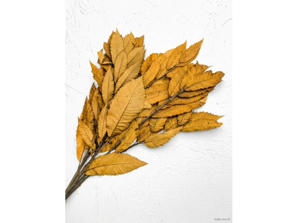 vyr 413 chestnut