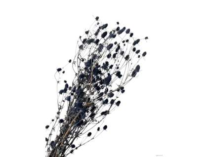 vyr 418 eryngium