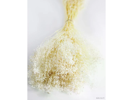 vyr 424 gyps bleach
