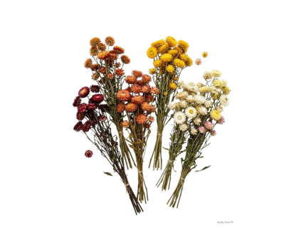 Helichrysum (Barva bílá)