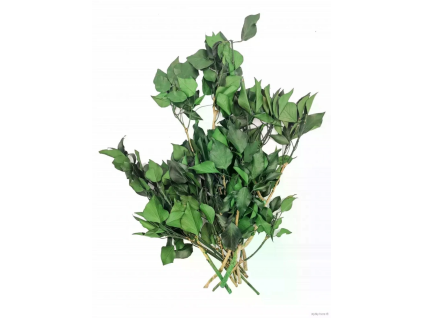 vyr 436 ivy