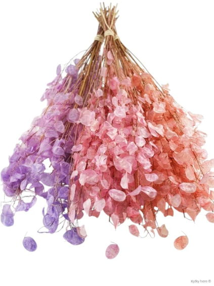 Lunaria / měsíčnice (Barva růžová)