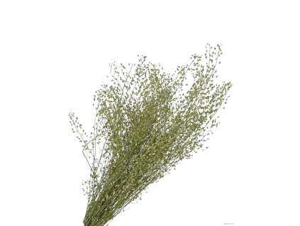 vyr 444 lepidium