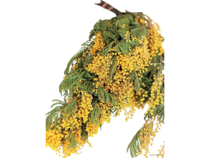 vyr 445 mimosa