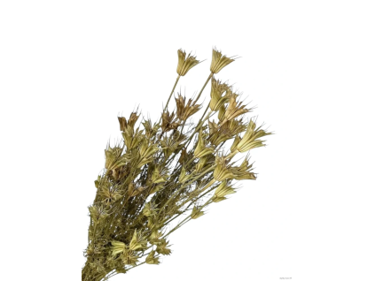 vyr 448 nigella orient