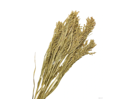 vyr 451 panicum 1