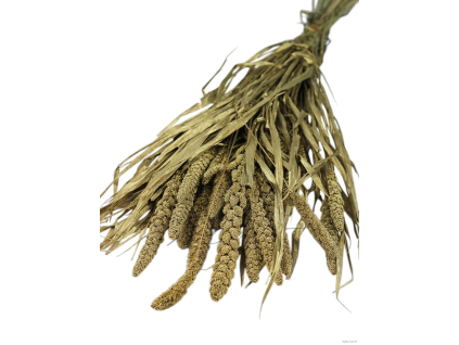vyr 456 setaria