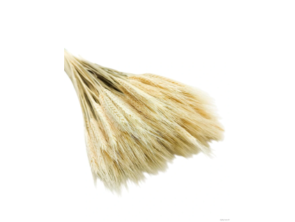 vyr 459 triticum 1