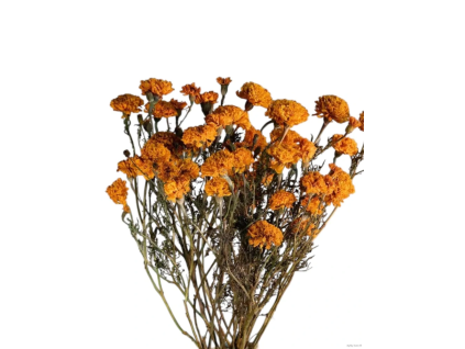 vyr 460 tagetes