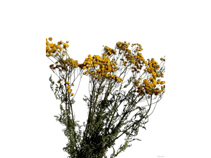 vyr 461 tanacetum 1