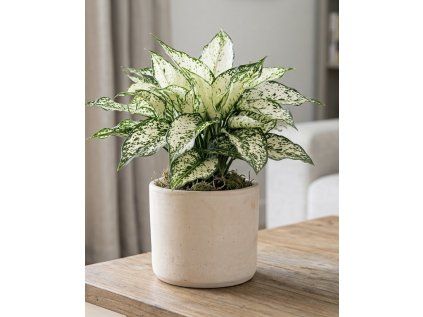 Aglaonema White Kiwi
