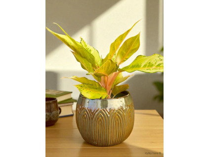 Lotus pot (Průměr 16,5 cm)