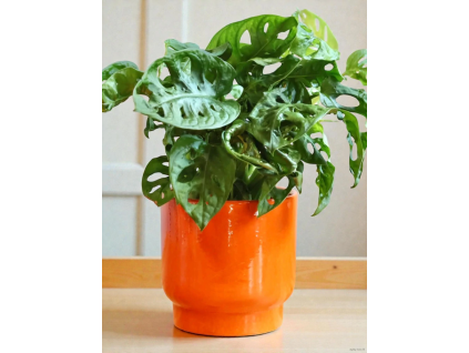 Obal Just Orange (Průměr 14 cm)