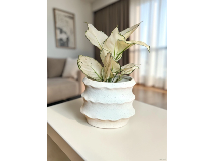 Obal Junia (Průměr 21 cm)