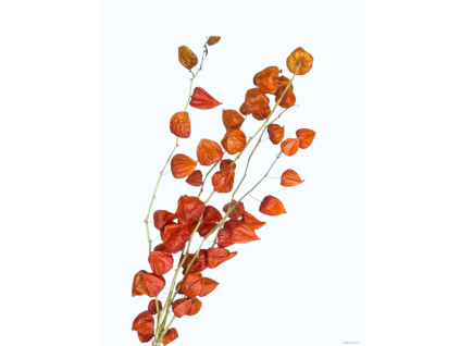 vyr 372 physalis