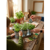vyrp12 384herbs
