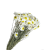 vyr 405 acroclinium