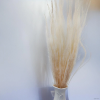 vyrp11 406agrostis
