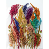 Amaranthus (Barva bílá)