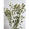 vyr 412 bupleurum