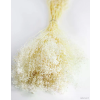 vyr 424 gyps bleach