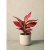 Aglaonema Cherry Baby
