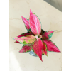 Aglaonema Cherry Baby