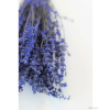 vyrp11 439preserved lavender det