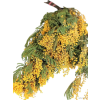 vyr 445 mimosa