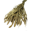 vyr 456 setaria