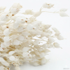 vyrp11 457silene det