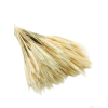 vyr 459 triticum 1