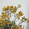 vyrp11 461tanacetum det