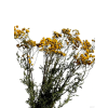 vyr 461 tanacetum 1