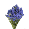 vyr 465 staticeblue