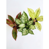 aglaonema