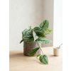 scindapsus