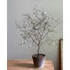 Corokia cotoneaster