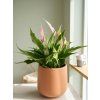 anthurium andra