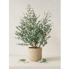 Eucalyptus gunnii ´ Blue Ice ´