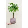 vyr 258 IMG 8138